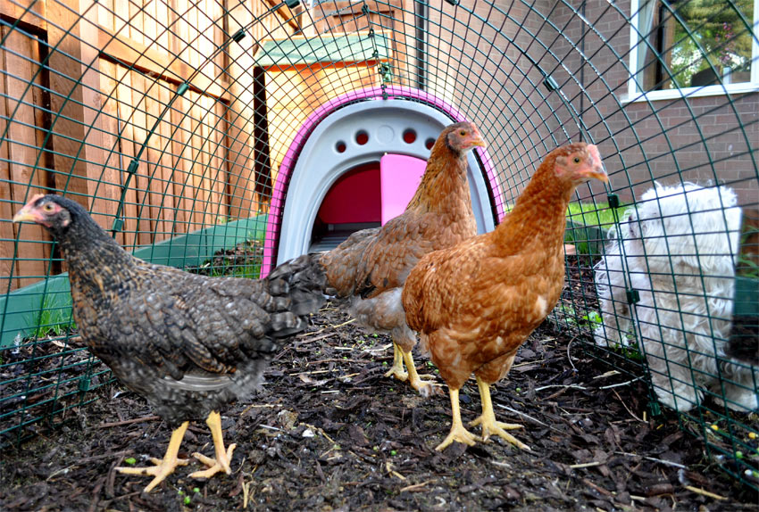 Three chickens enjoying their Eglu Classic chicken coop in pink