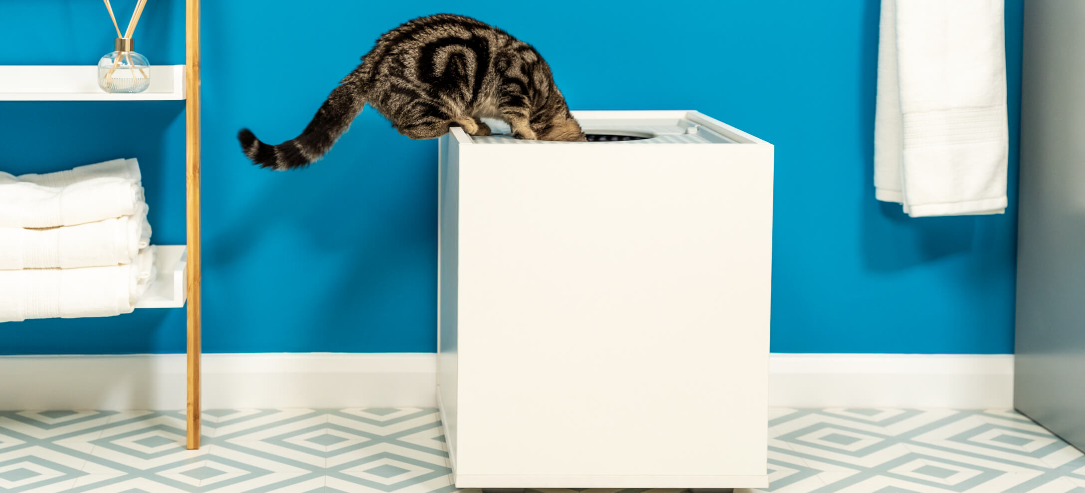 A tabby cat looking into a white litter box