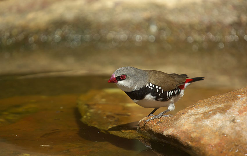 Zebra finch outdoors