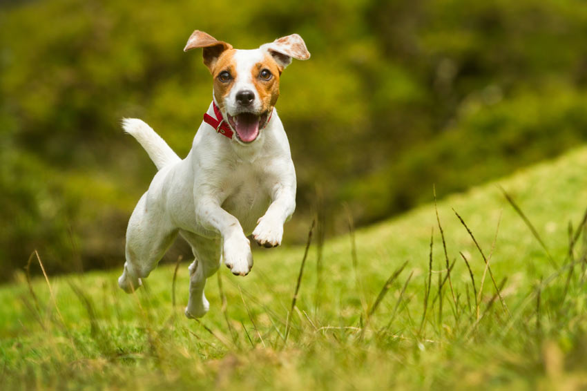 A Jack Russell bounding across the grass