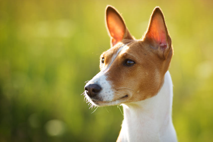 A Basenji with its beautiful tall ears perked up