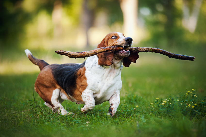 A Basset Hound retrieving a stick, he knows how to fetch