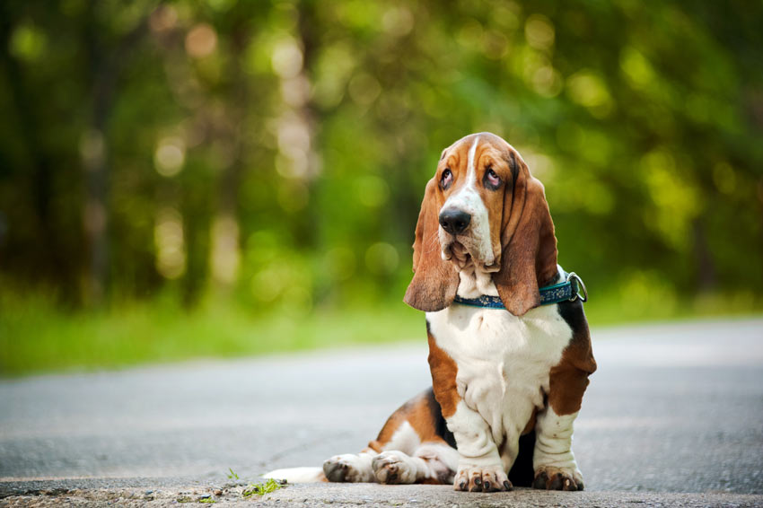 A Basset Hound sitting down with lovely droopy eyes
