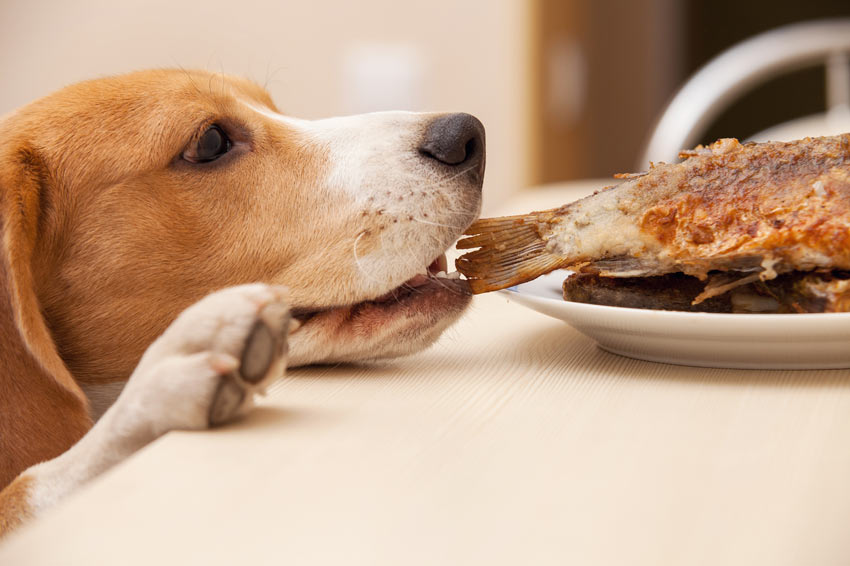 A Beagle eating scraps from the table