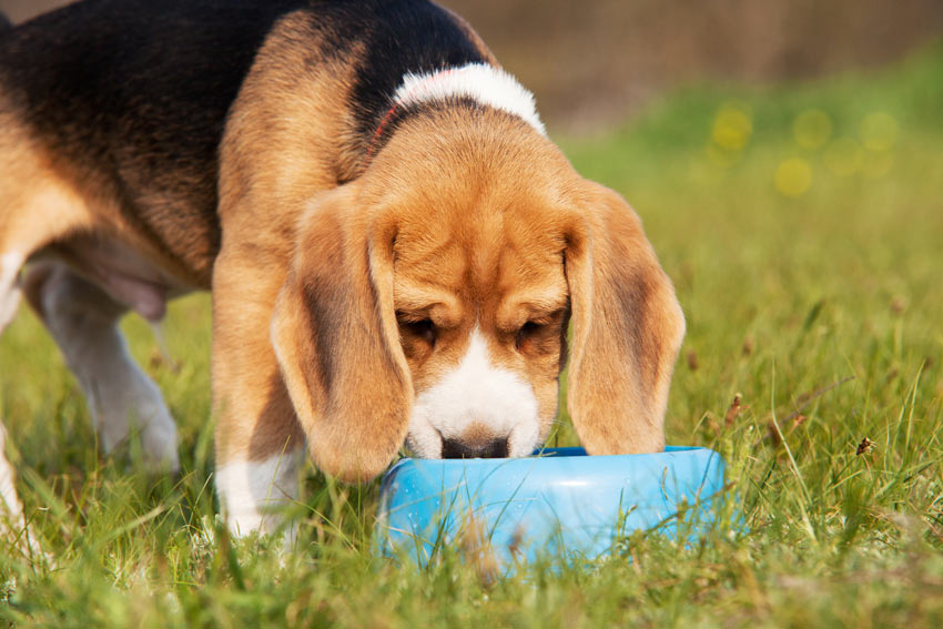 A Beagle pup eating a bowl of food