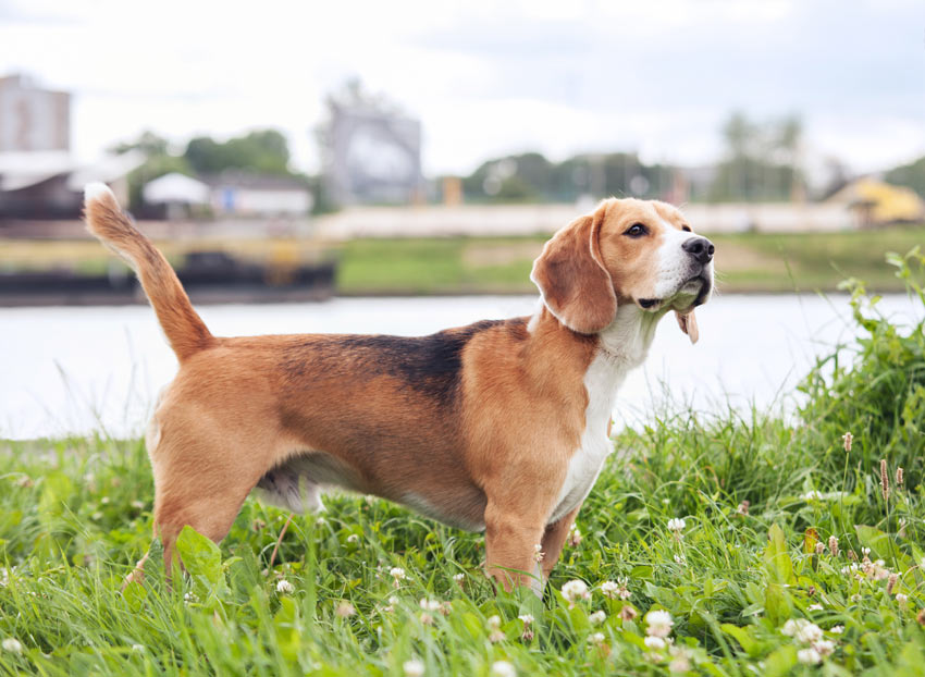 Een beagle pup zal waarschijnlijk veel blaffen als hem nooit wordt aangeleerd stil te zijn