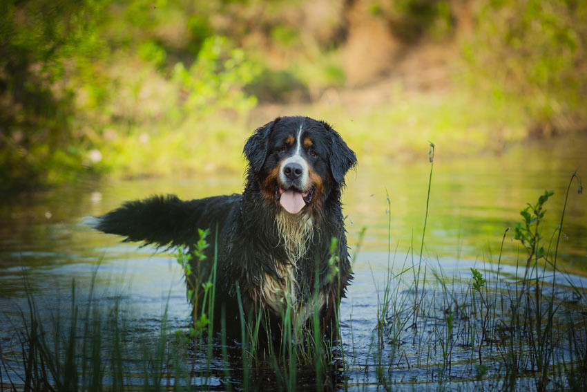 Een Berner Sennenhond geniet van een enerverende wandeling