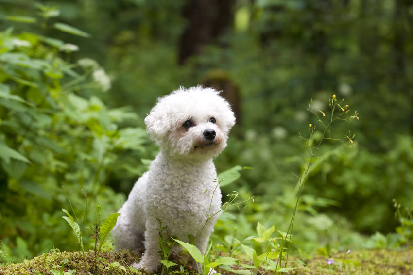 A Bichon Frise with a tightly curled hypoallergenic coat