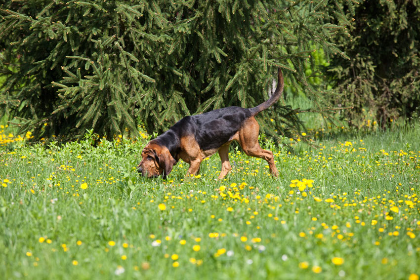 A Bloodhound Following Scent
