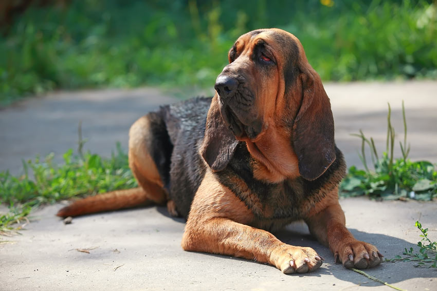 A Bloodhound with incredible floppy ears