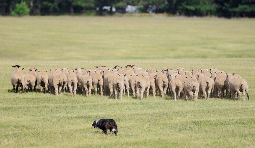 A Border Collie moving a flock of sheep