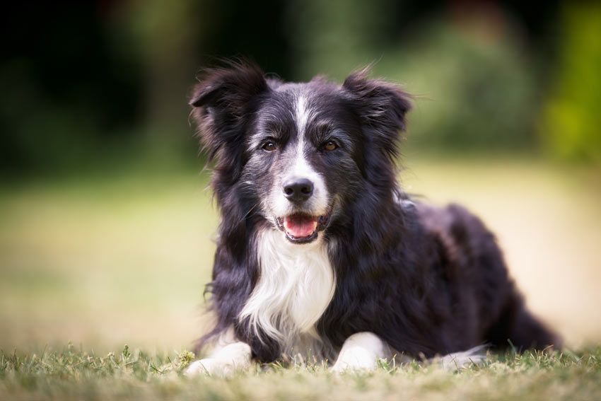 A Border Collie with a beautiful black and white medium length coat