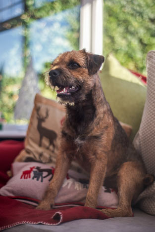 A Border Terrier with a beautiful wiry coat