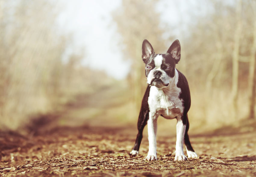 A Boston Terrier outside on a walk squinting in the sun