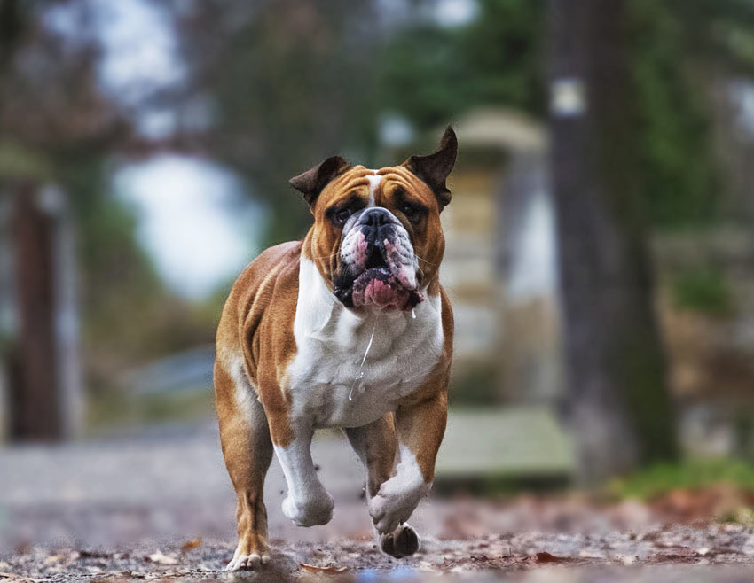 A Bulldog running and drooling at the same time