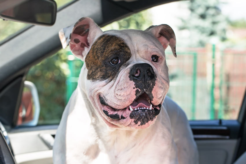A Bulldog traveling in the car