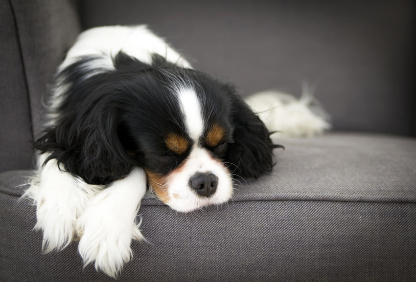Een Cavalier King Charles-spaniël rust even uit op de sofa