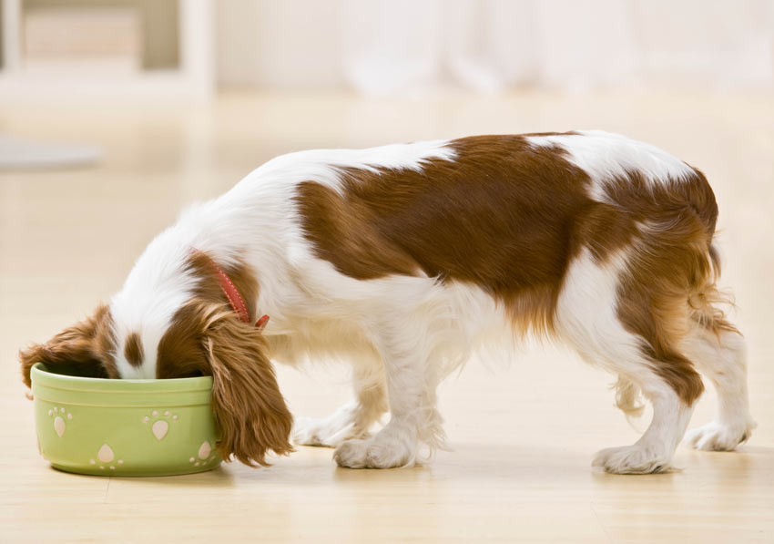 Uw Hond Eten En Water Geven | Dagelijkse Verzorging Van Uw Hond | Honden