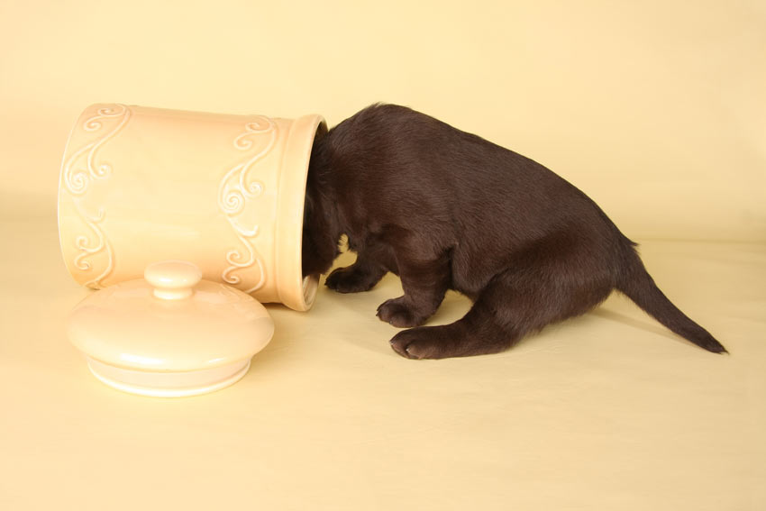 A Chocolate Labrador puppy with its head in the cookie jar