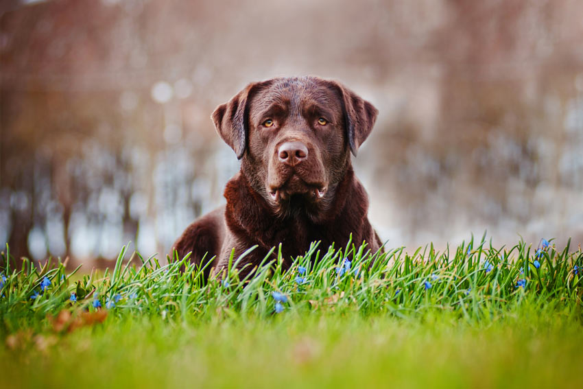 A Chocolate Labrador with a thick double coat