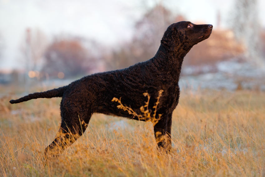 Een curly coated retriever met een zwarte krullende vacht