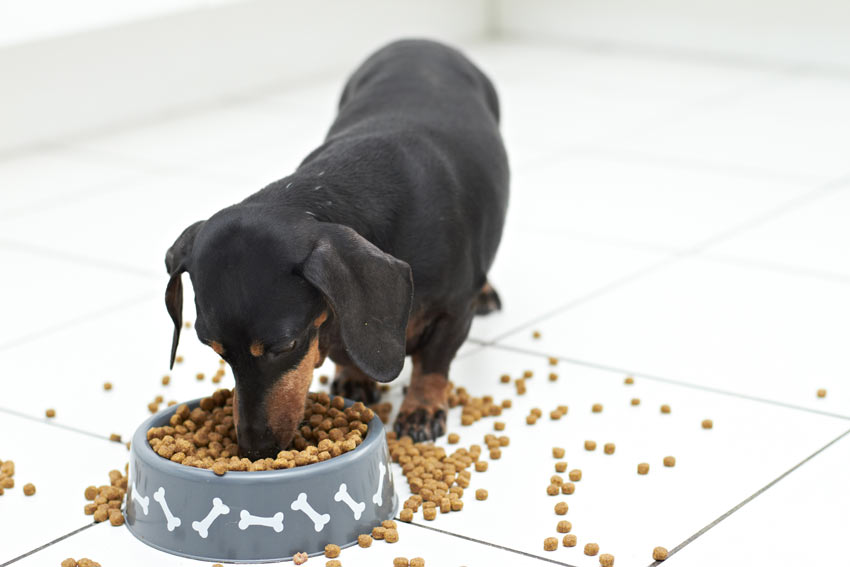 A Dachshund eating a great big bowl of dry food