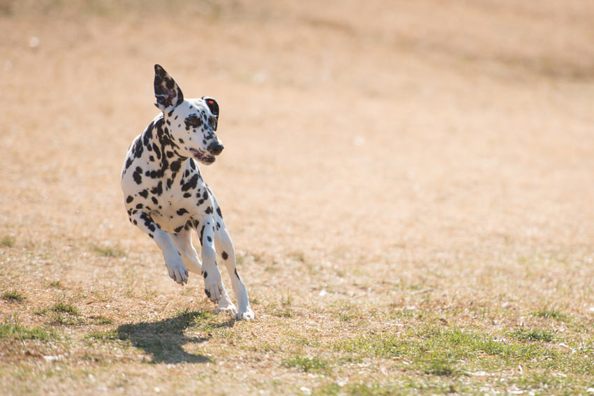A Dalmatian running around getting some exercise