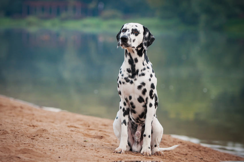A Dalmatian that has been taught to sit on command