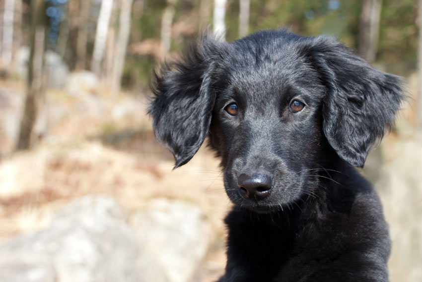 A Flat Coated Retriever who loves to mouth peoples arms
