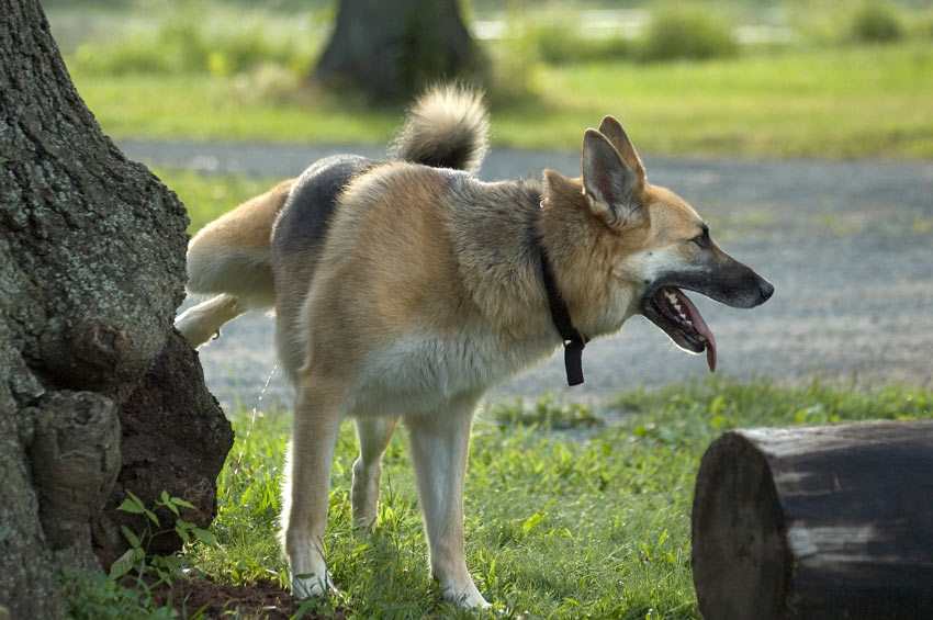 A German Shepherd Dog peeing up a tree