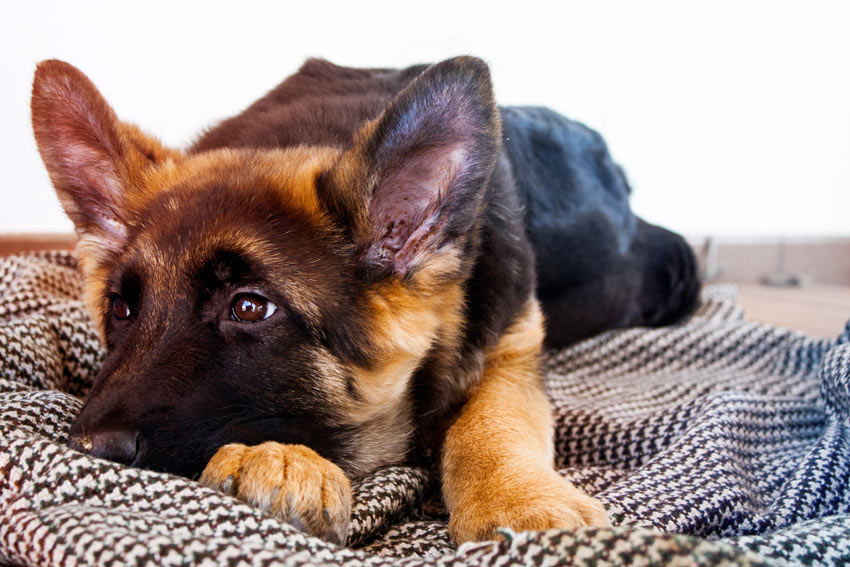 A German Shepherd puppy lying on a clean and comfortable blanket
