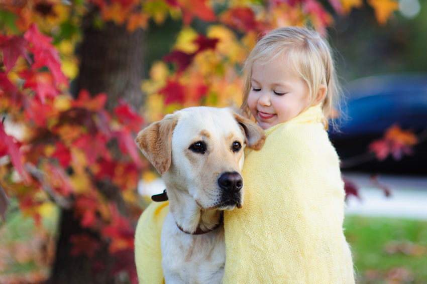 Een goudkleurige labrador kan het uitstekend met het kind van zijn baasje vinden