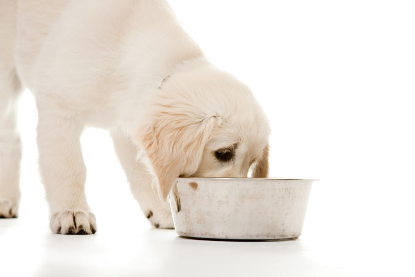 A Golden Retriever puppy drinking a bowl of water