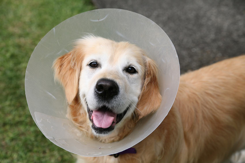 A Golden Retriever wearing an Elizabethan Collar