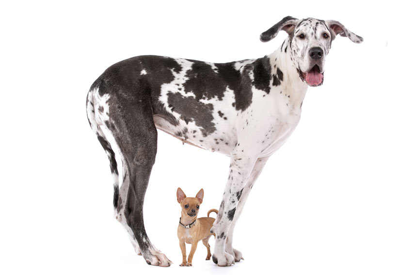 Een gigantische Deense dog naast een chihuahua