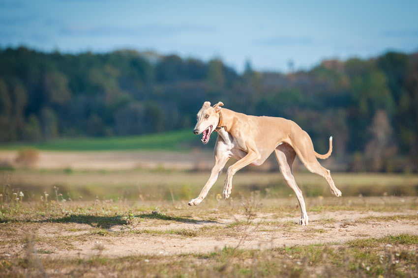 Een windhond gefokt om vol energie te rennen