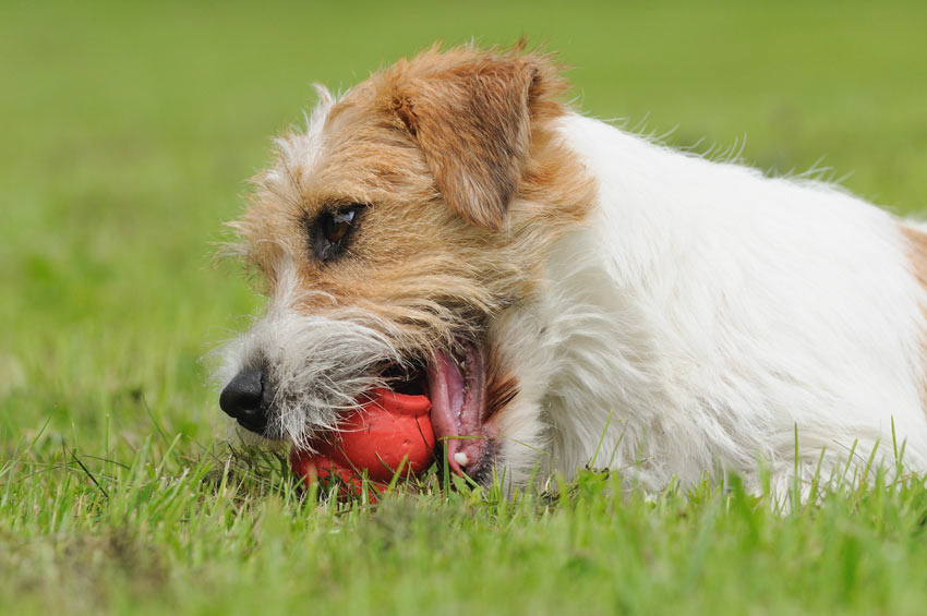 Een Jack Russell speelt met z’n Kong speeltje op het gras