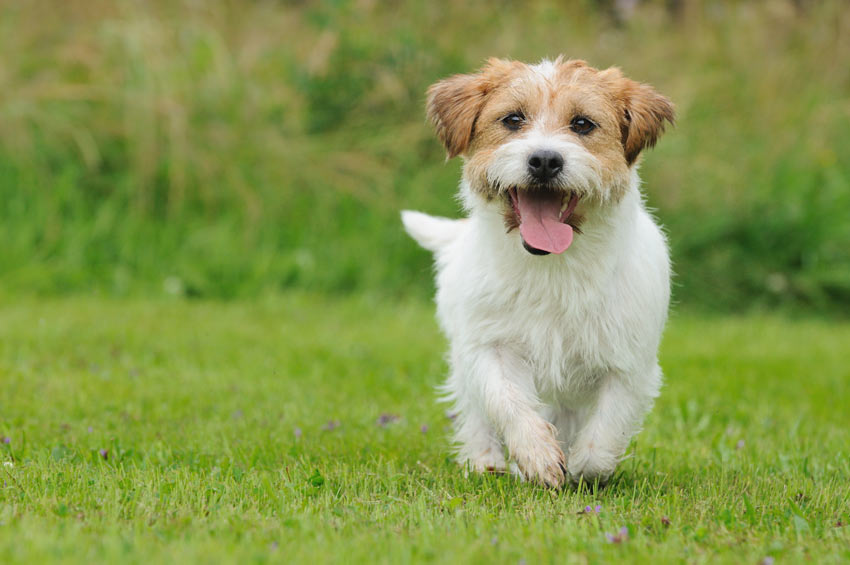 A Jack Russell puppy strollin accross the garden looking happy