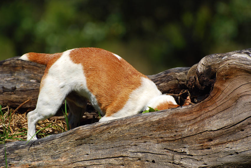 Een jackrussellterriër aan het rattenvangen in de bossen.