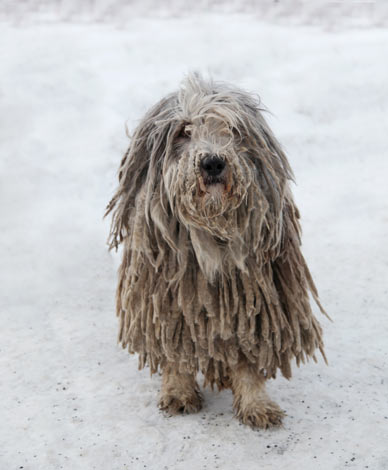 Een komondor met een ongewassen witte viltvacht