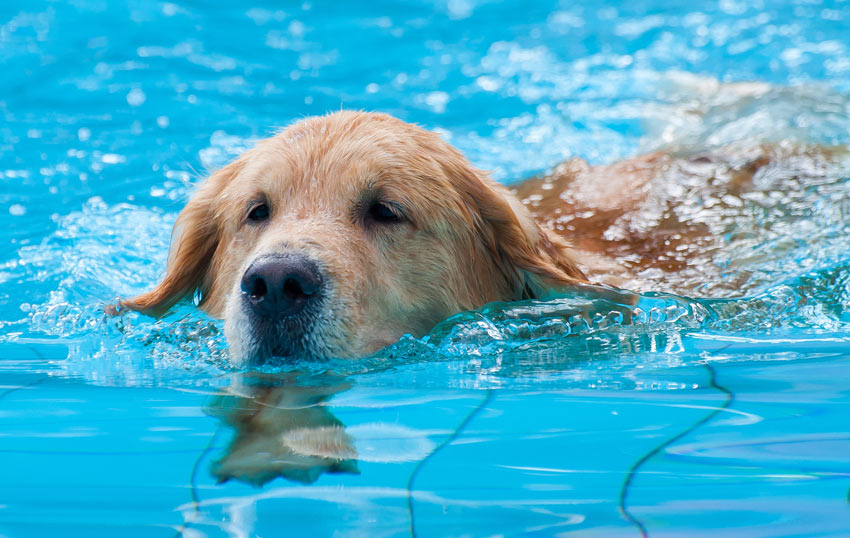 A Labrador learning to swim in a swimming pool