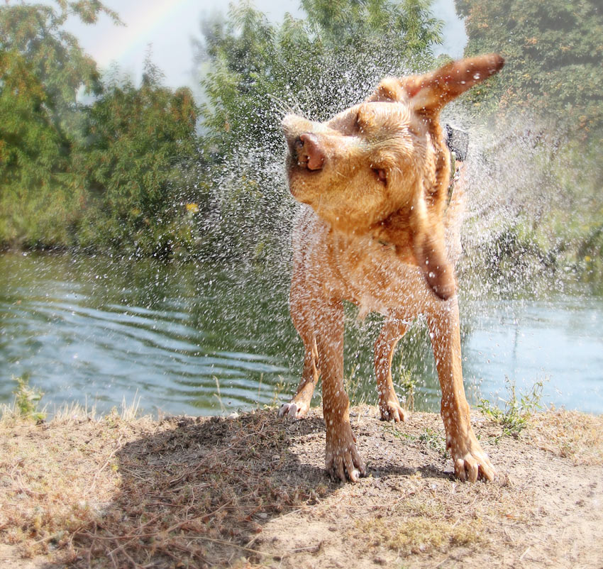 A Labrador shaking itself off after having a swim