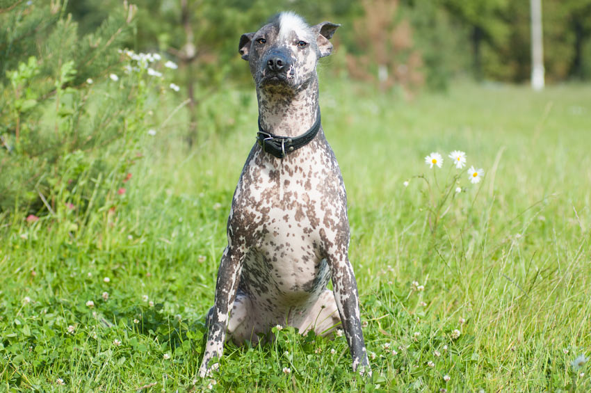 A Mexican Hairless Dog with a beautiful bald coat