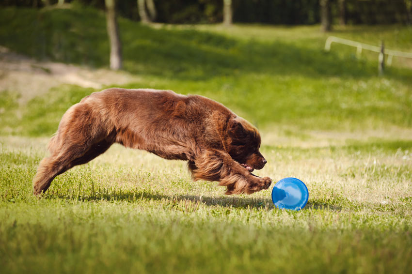 A Newfoundland chasing a frizbee