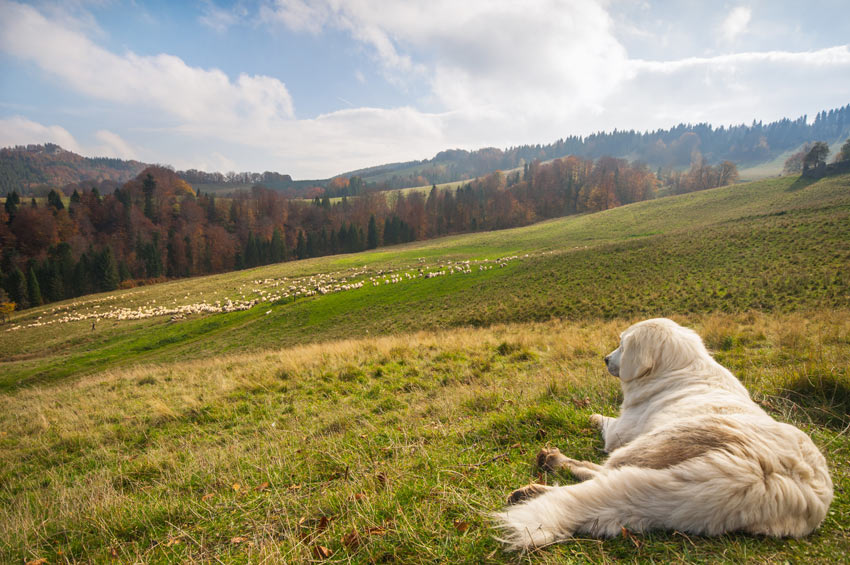 Een herdershond overziet een kudde schapen