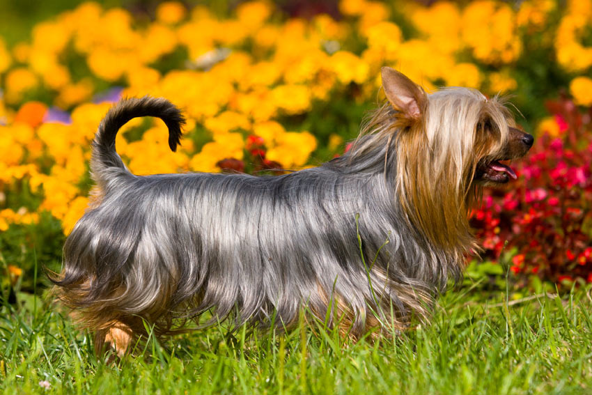 A Silky Terrier with a beautifully groomed Silky Coat