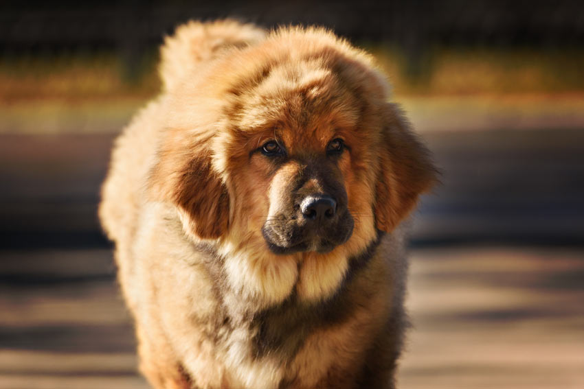 Een Tibetaanste mastiff, de duurste hond die ooit is gekocht