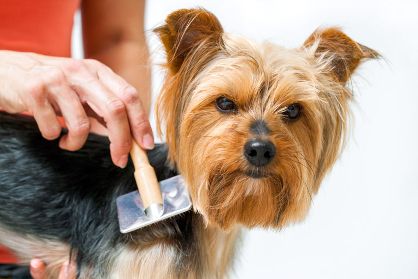A Yorkshire Terrier puppy being groomed with a brush
