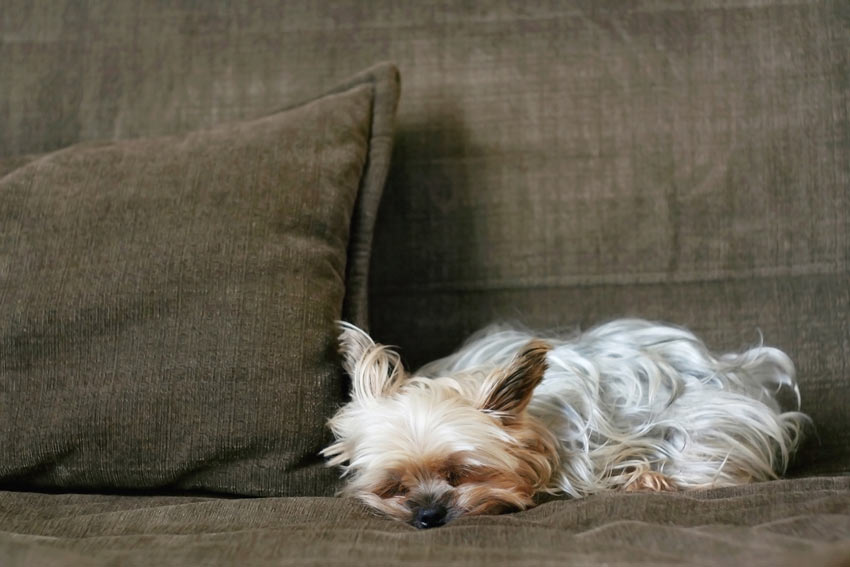 A Yorkshire Terrier relaxing on the sofa testing its owners authority