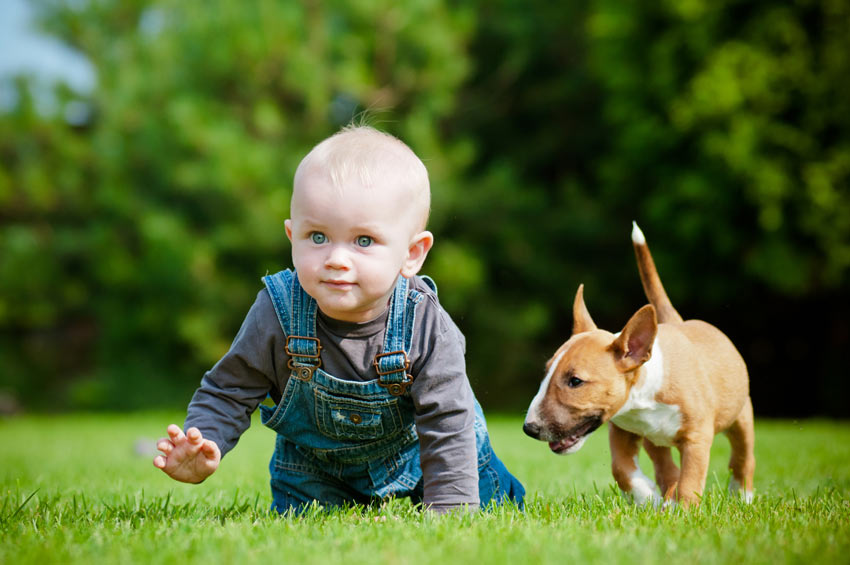 Een baby en een Bull Terriër spelen op het gras